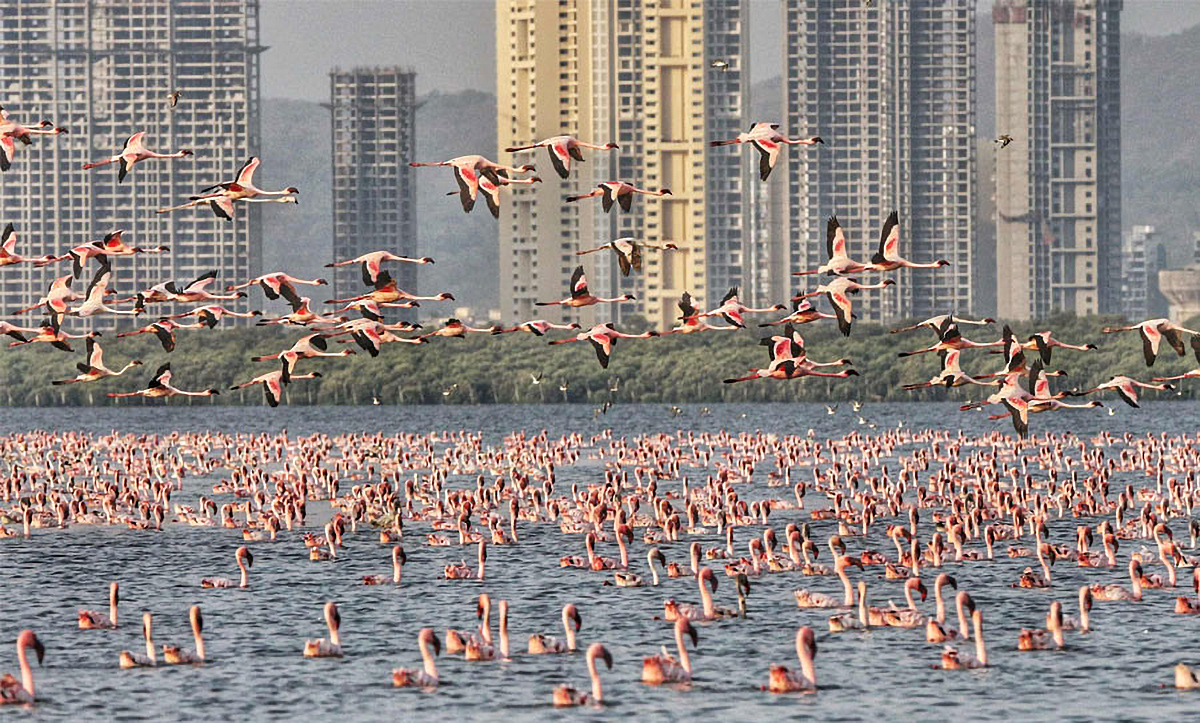 Thousands of Flamingos arrive in Mumbai
