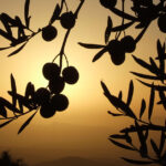Olive tree at sunset