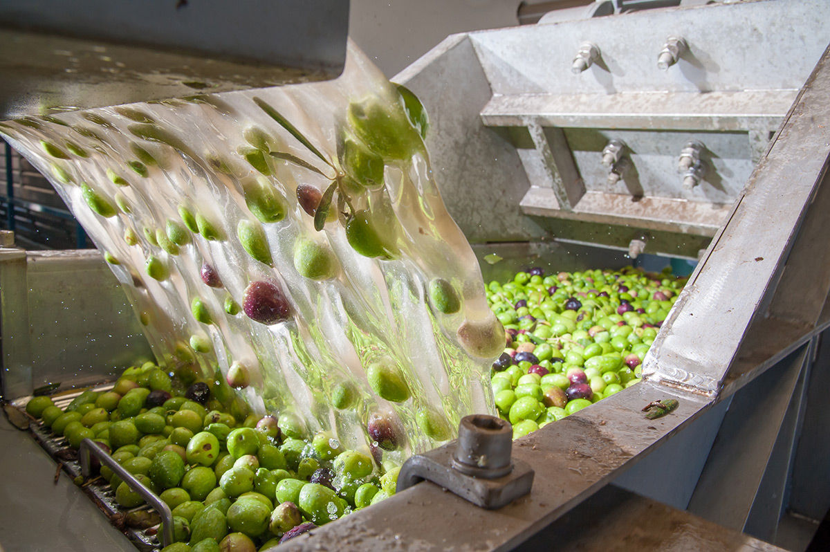 olive washing and defoliation