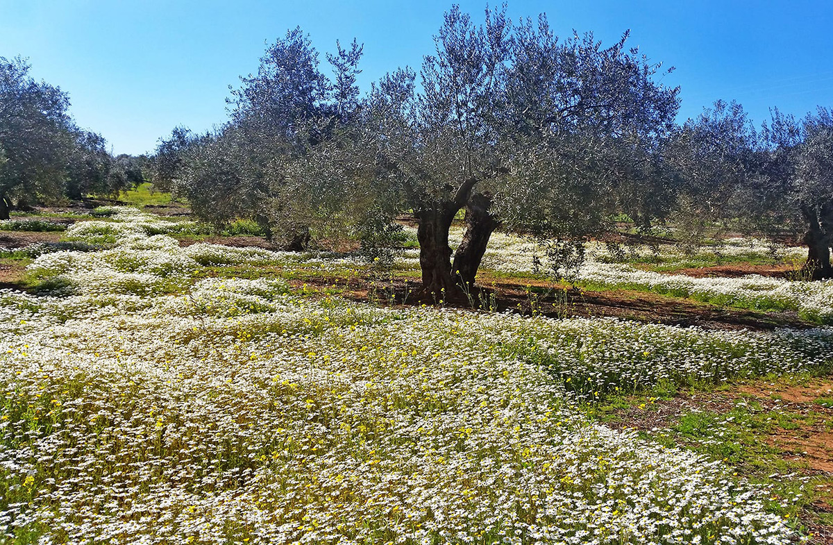 Olive tree in countryside with spring wild flowers