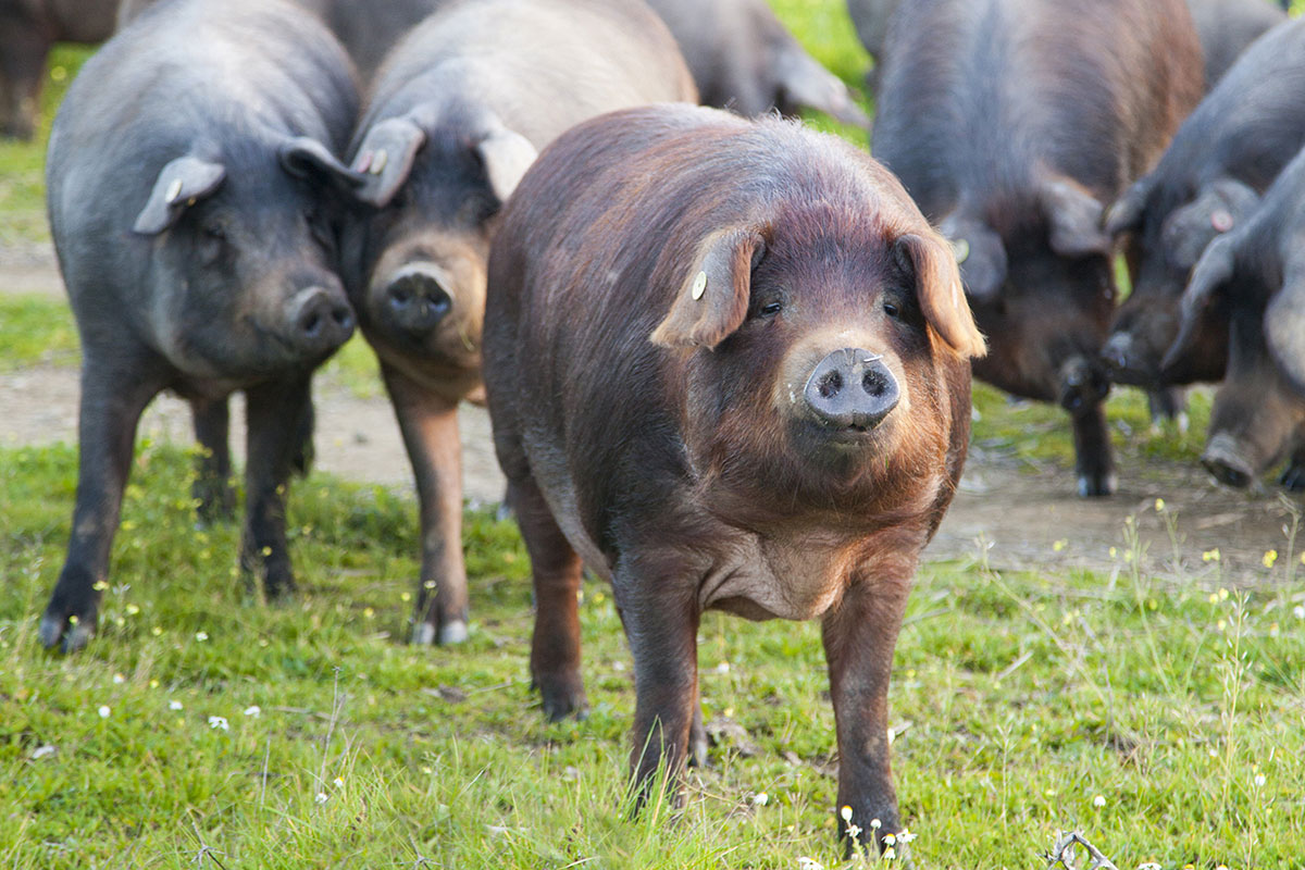 The black Iberian pigs are larger than the domestic pink pigs that most of us know