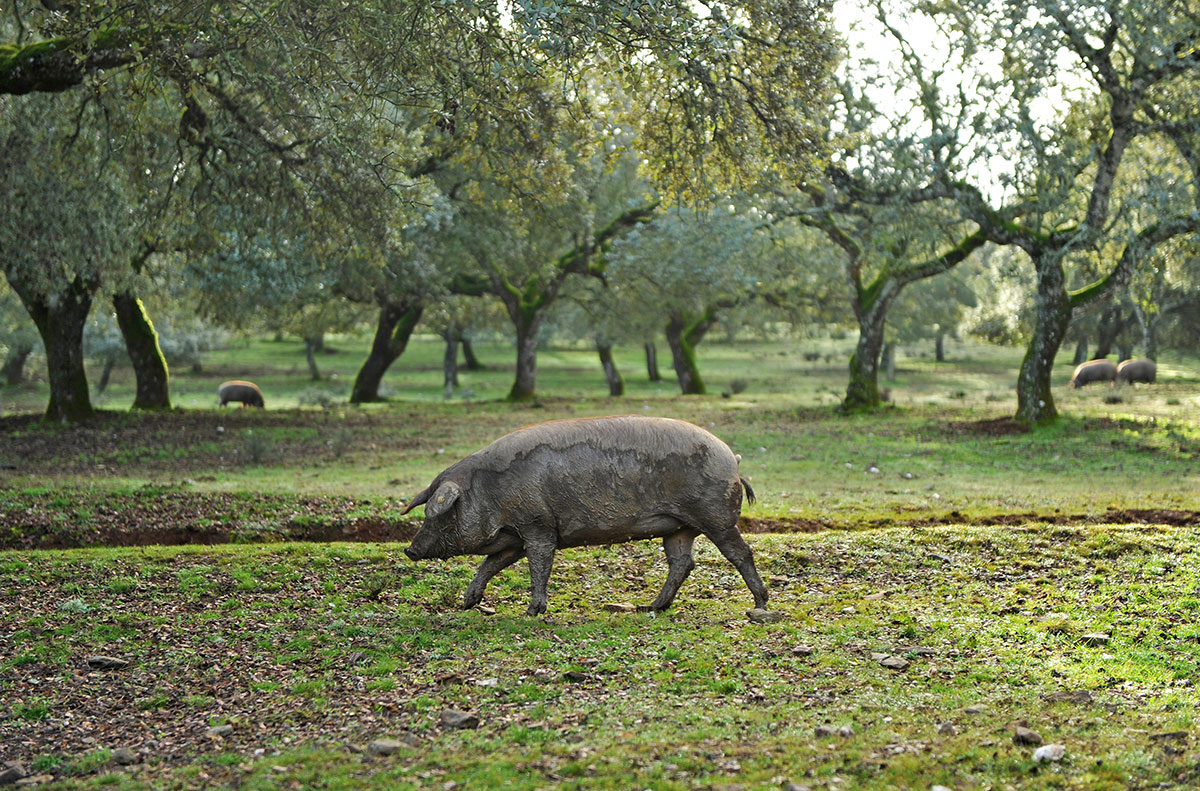 A black Iberian pig in the “dehesa”