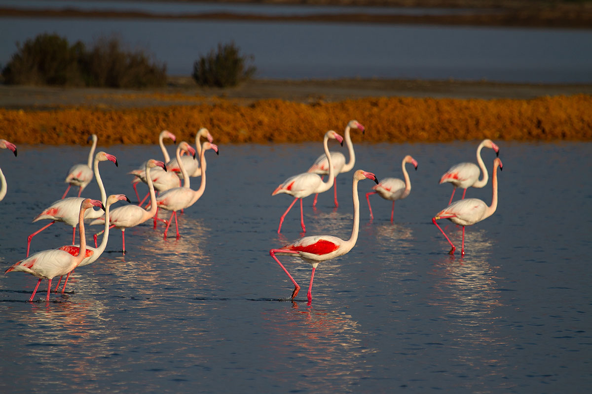 Flamingos at sunset in Doñana National Park