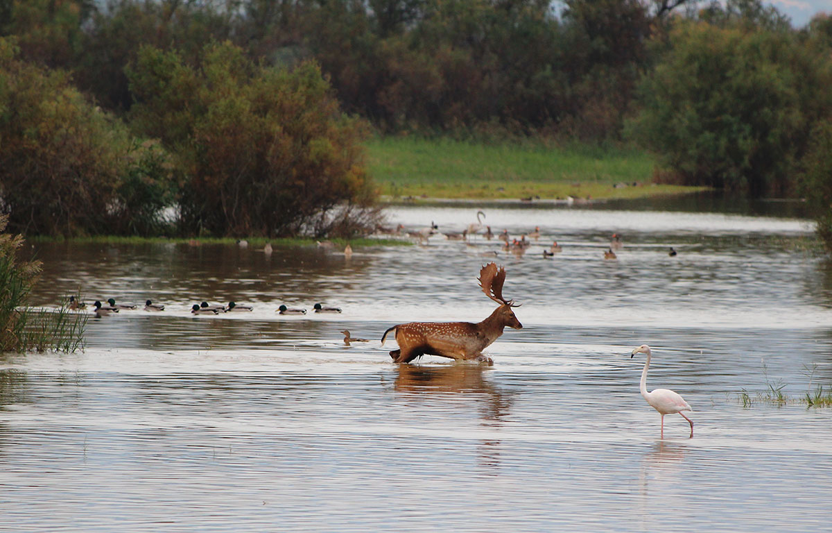 Fallow deer and a flamingo in Doñana
