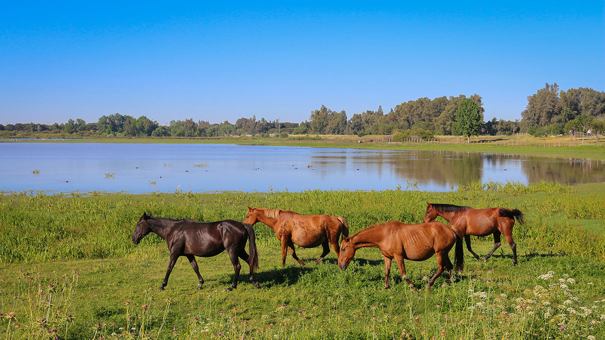 Wild horses in Doñana