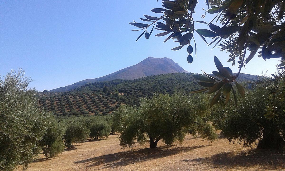 La Tiñosa summit amongst the olive groves