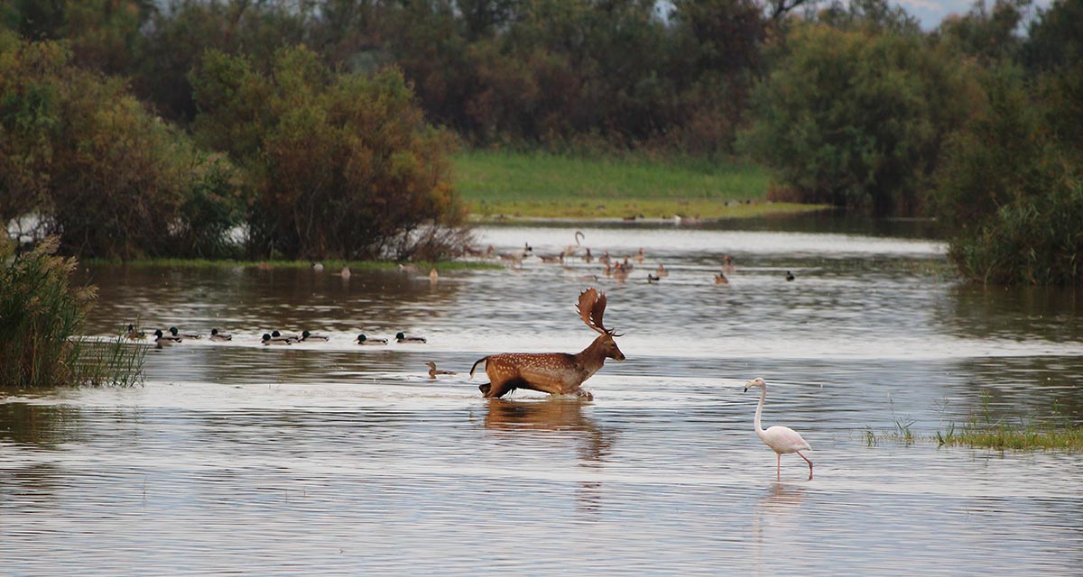Deer strolling through the water at Parque Doñana
