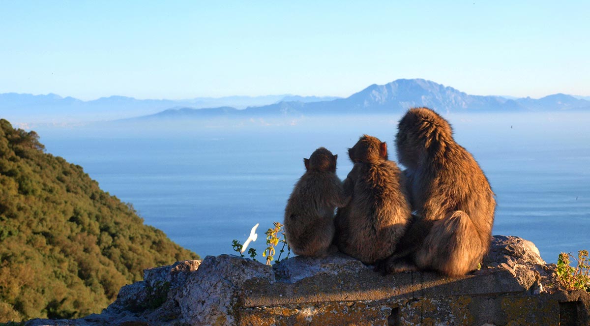 Gibraltar and strait to Africa with apes