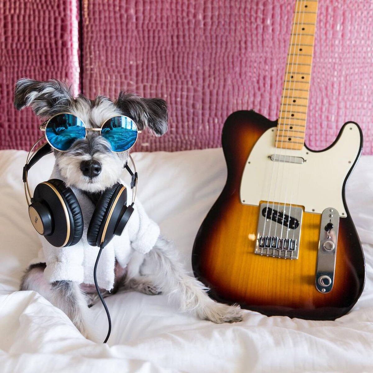 Dog and Guitar