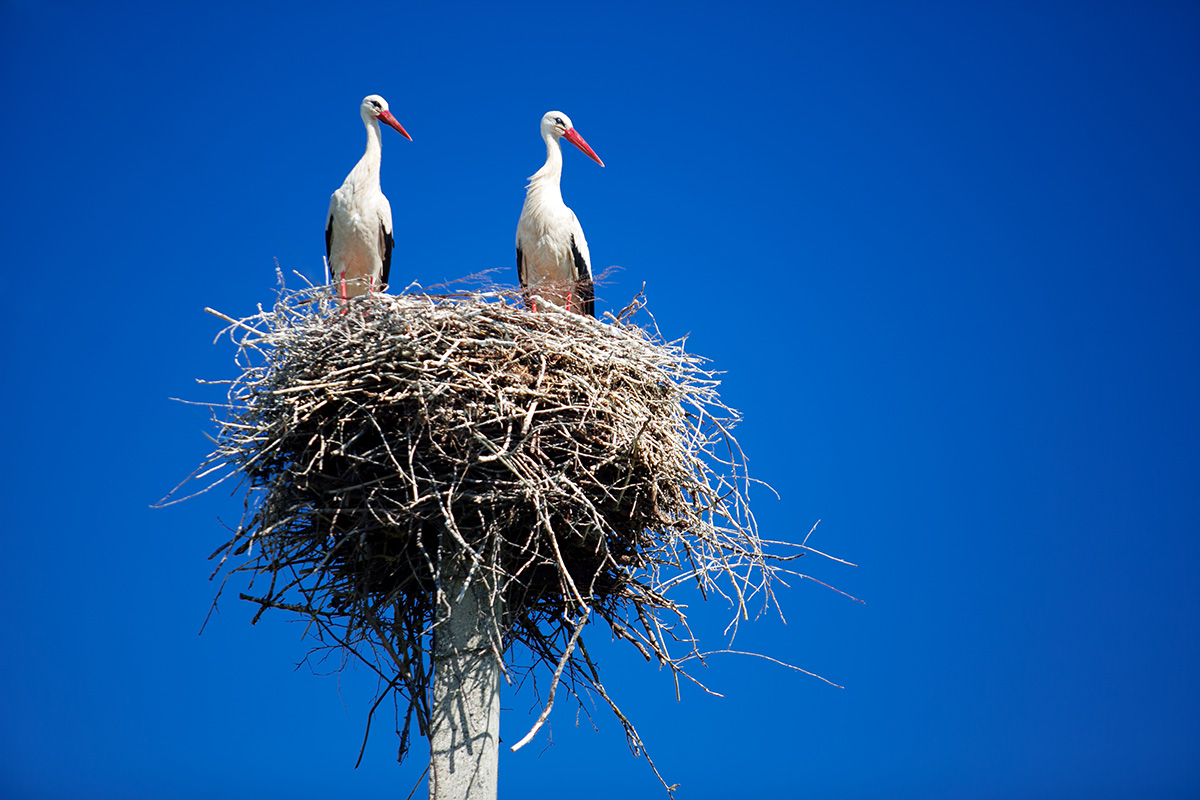 European stork on nest on pole