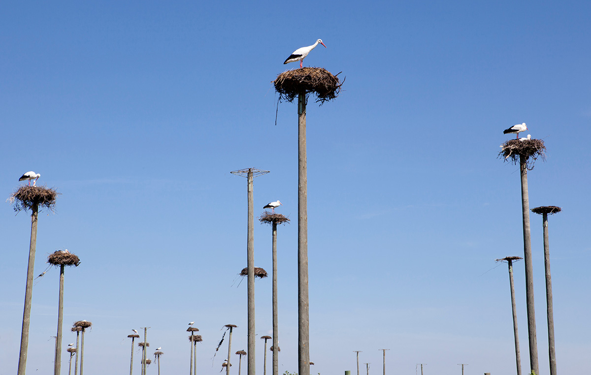 storks nest on poles