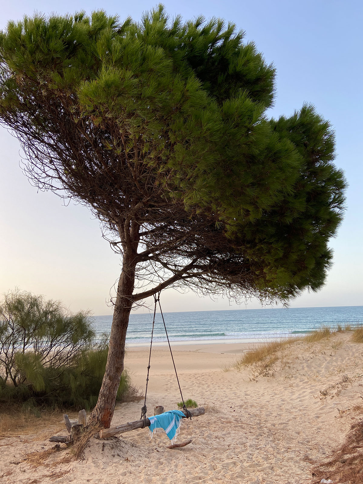 Pine tree, swing, beach and sea