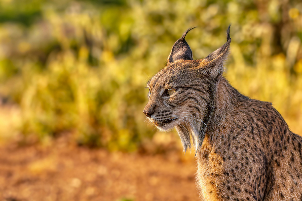 Iberian Lynx in Castilla La Mancha, Spain