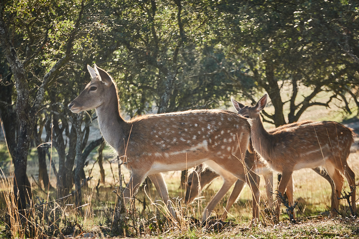 A herd of fallow deer graze on the mount of El Pardo, Madrid