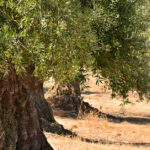 Olive trees that are more than a hundred years old