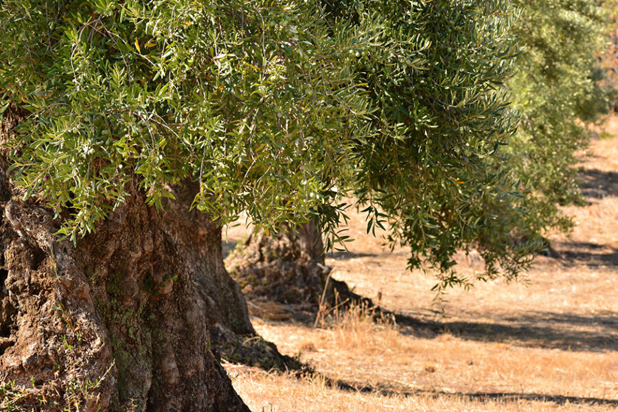 Andalucía’s Cherished Olive Groves