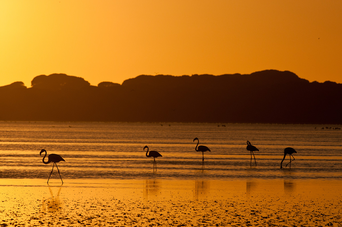 Doñana National Park in Andalucía, known for its wetlands, migratory birds, pine forests and shifting coastal dunes