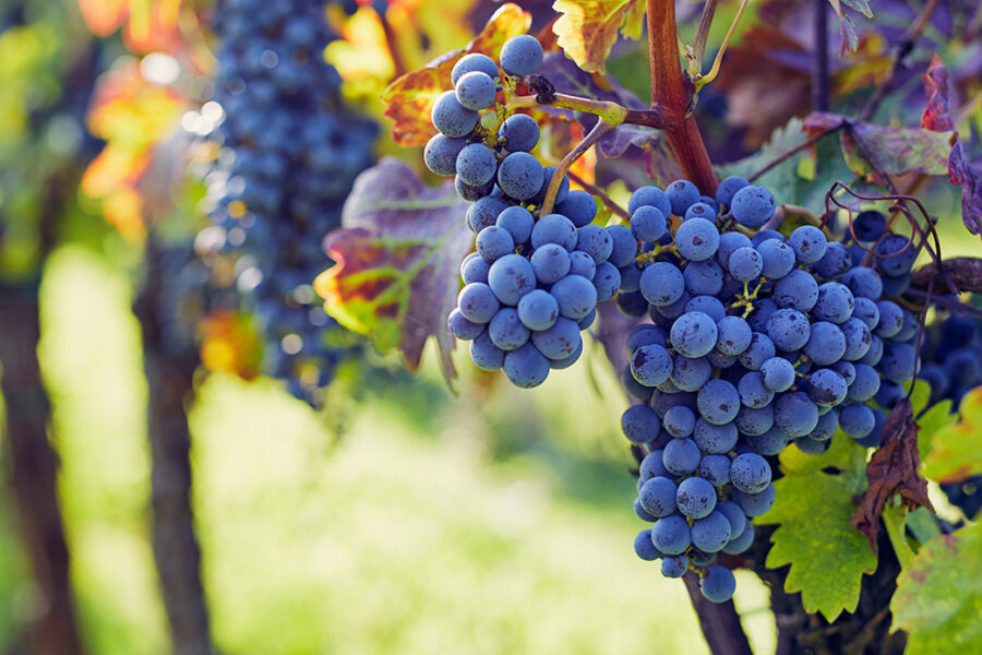 5 must-visit wineries on Marbella’s doorstep