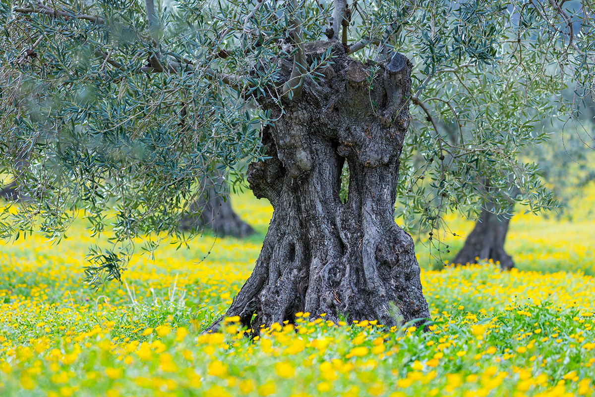 Olive Tree (Olea europaea), Sierra de las Nieves National Park