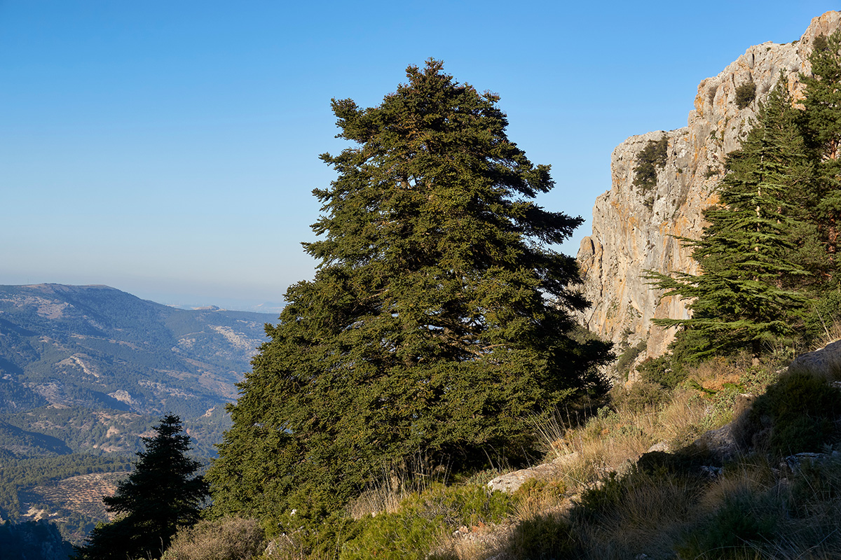 The ancient pinsapos forest (Abies Pinsapo) close to Yunquera, Sierra de las Nieves national park