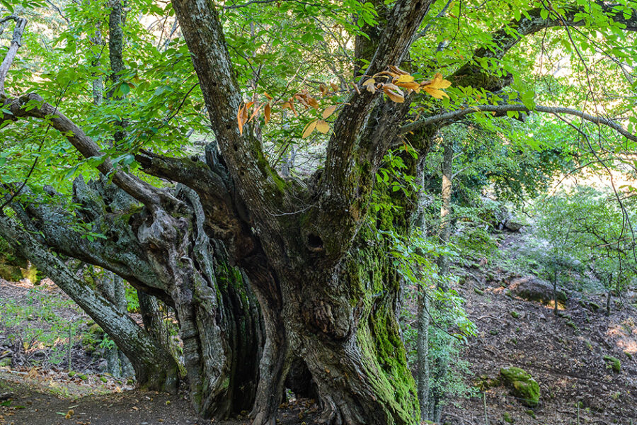 Málaga’s Amazing Ancient Trees